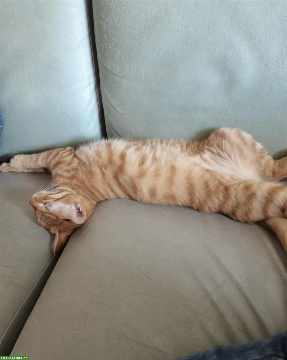 Bild 6: 1-jähriger Kater Rex sucht neues Zuhause