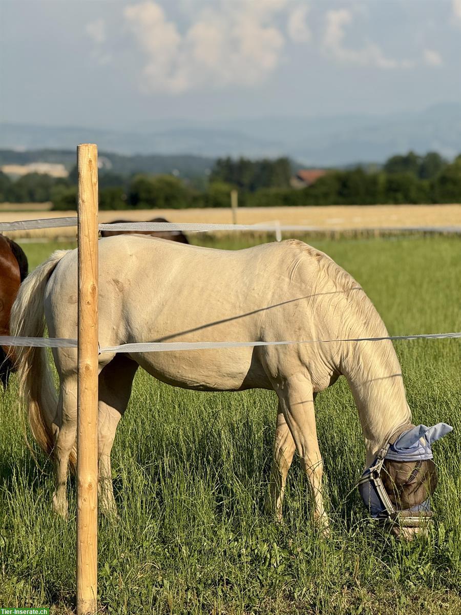 Biete Reitbeteiligung für Quarter-Horse-Stute in Birri im Aargau