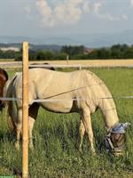 Biete Reitbeteiligung für Quarter-Horse-Stute in Birri im Aargau