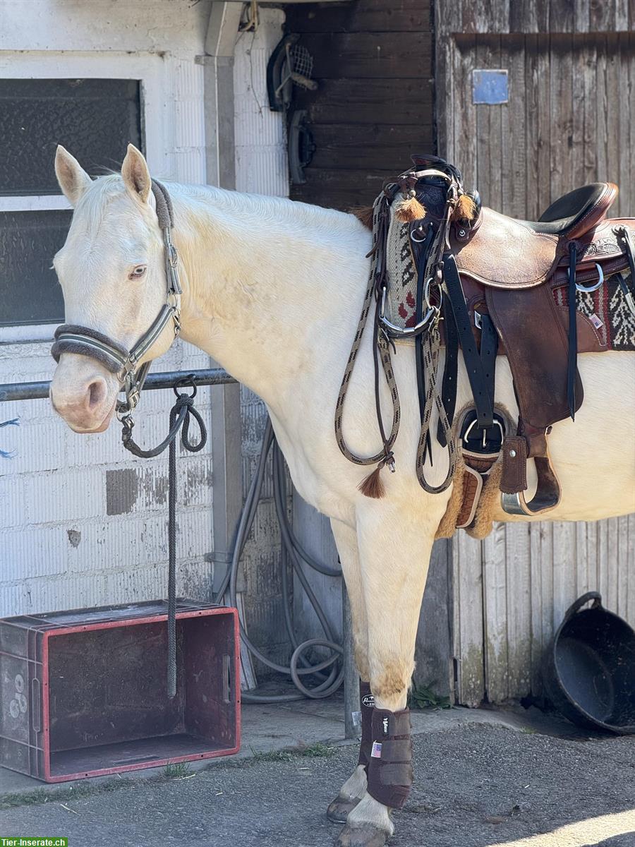 Bild 2: Biete Reitbeteiligung für Quarter-Horse-Stute in Birri im Aargau