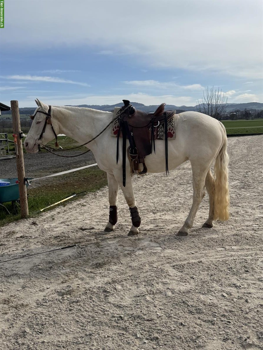 Bild 3: Biete Reitbeteiligung für Quarter-Horse-Stute in Birri im Aargau