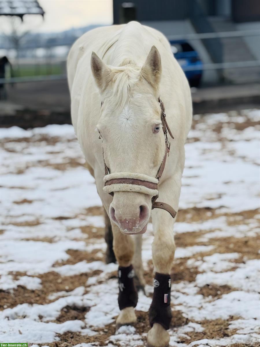 Bild 4: Biete Reitbeteiligung für Quarter-Horse-Stute in Birri im Aargau