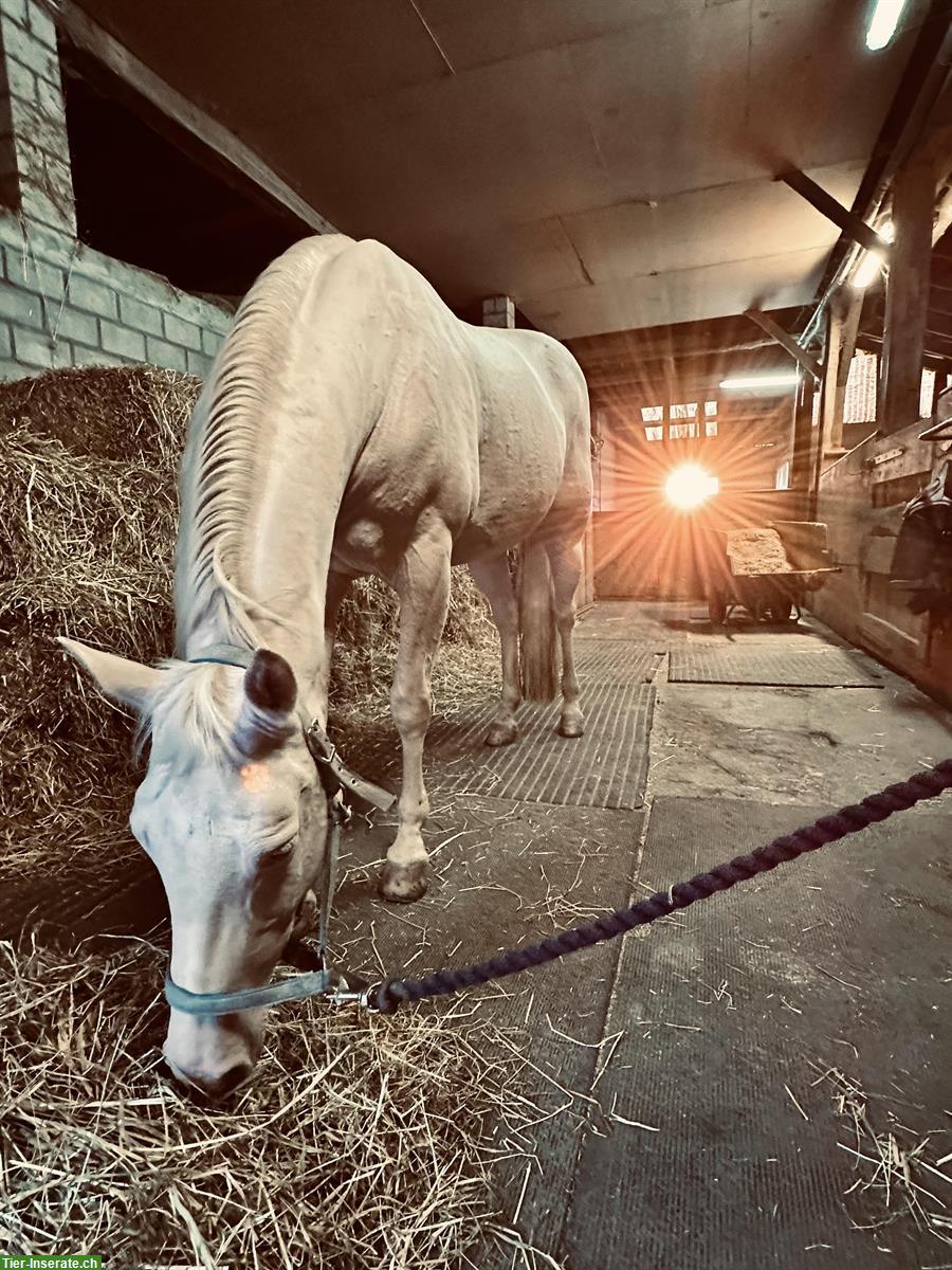 Bild 5: Biete Reitbeteiligung für Quarter-Horse-Stute in Birri im Aargau