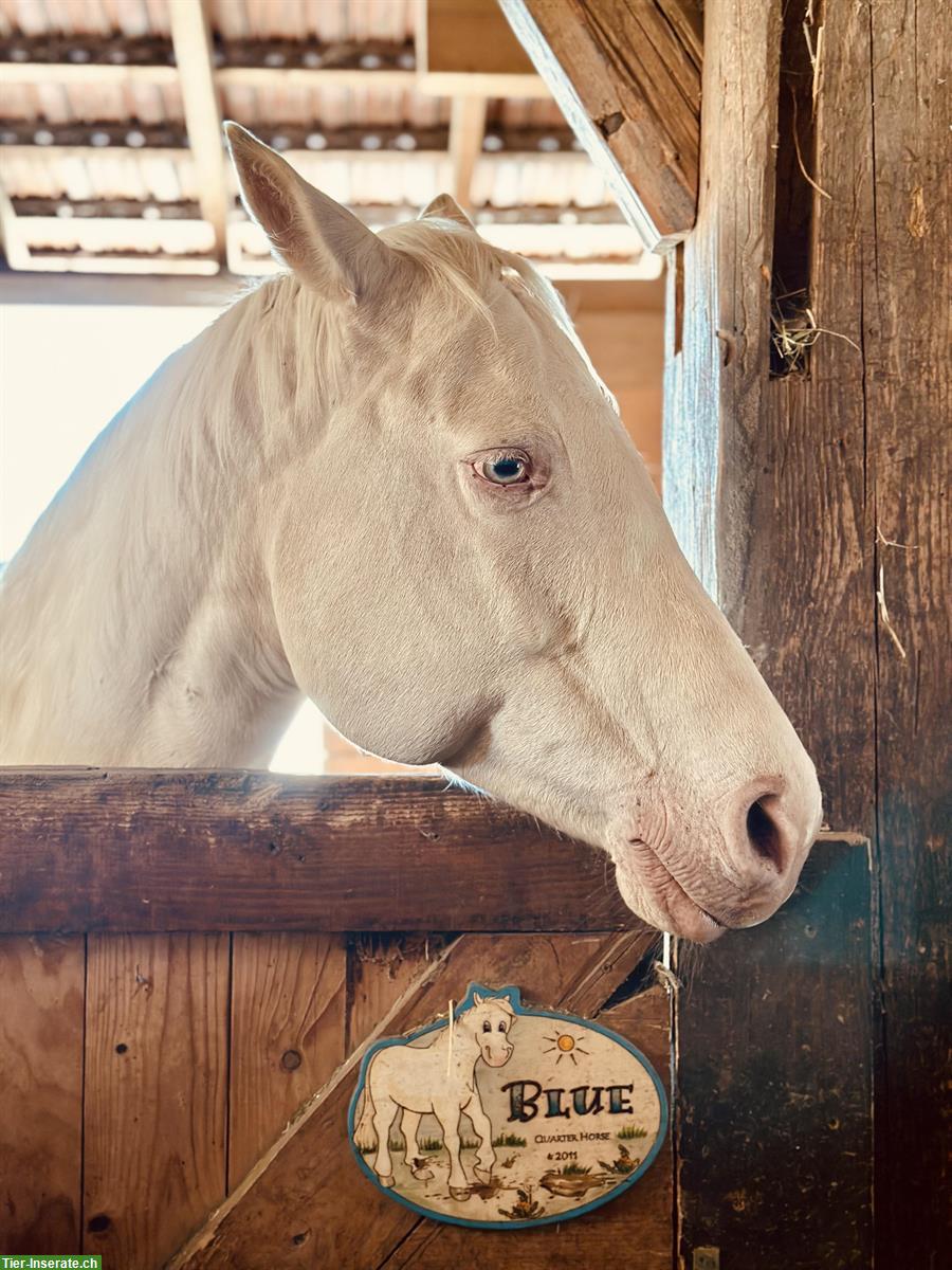 Bild 6: Biete Reitbeteiligung für Quarter-Horse-Stute in Birri im Aargau