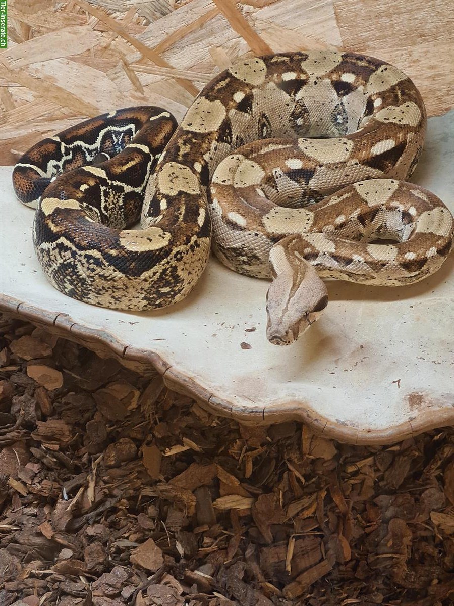 Boa constrictor imperator Schlange abzugeben