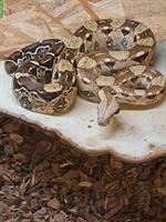 Boa constrictor imperator Schlange abzugeben