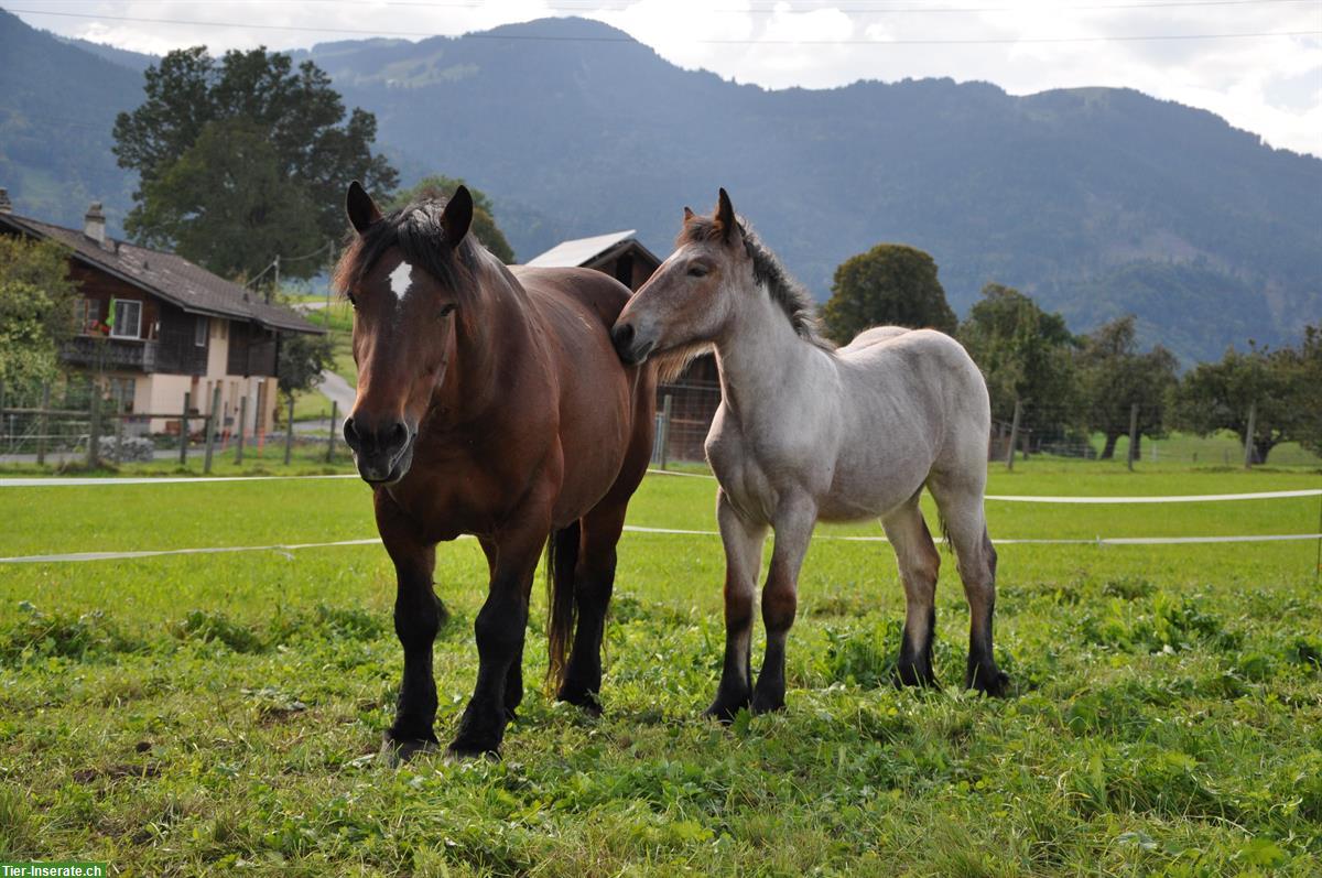 2 junge Ardenner Pferde suchen Bestplatz