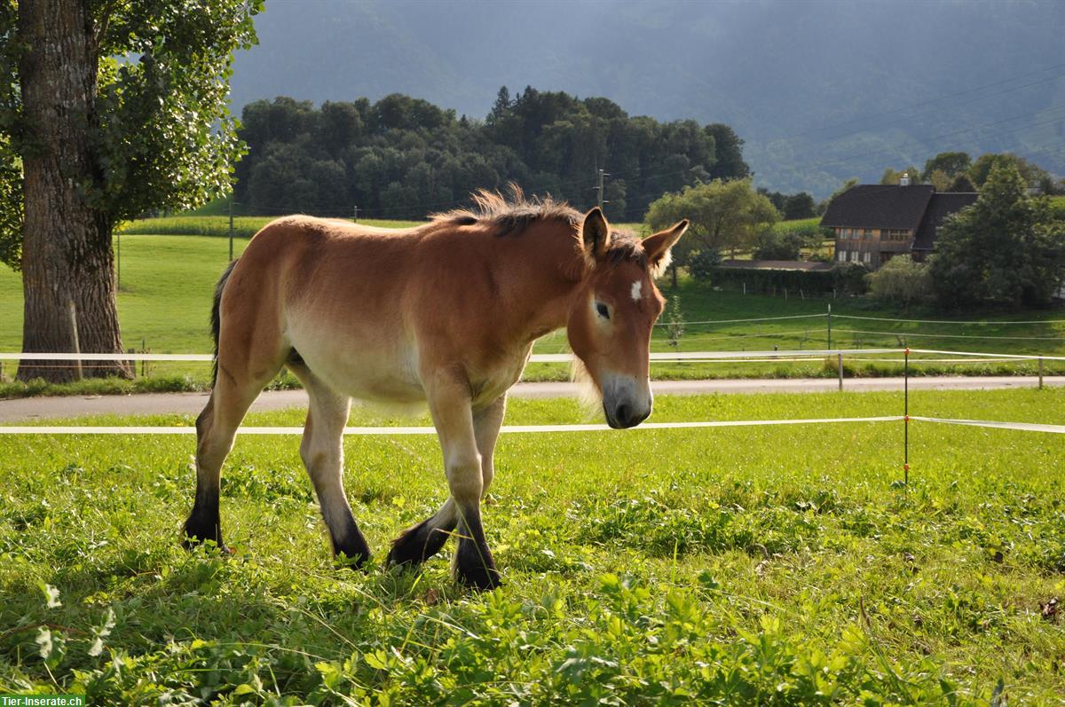 Bild 2: 2 junge Ardenner Pferde suchen Bestplatz