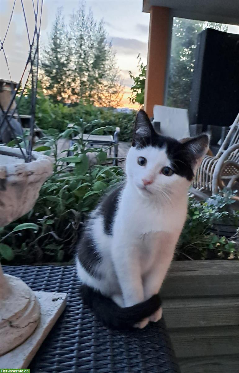 1/4 Maine-Coon Mischlingskätzchen zu verkaufen