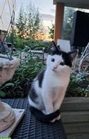 1/4 Maine-Coon Mischlingskätzchen zu verkaufen