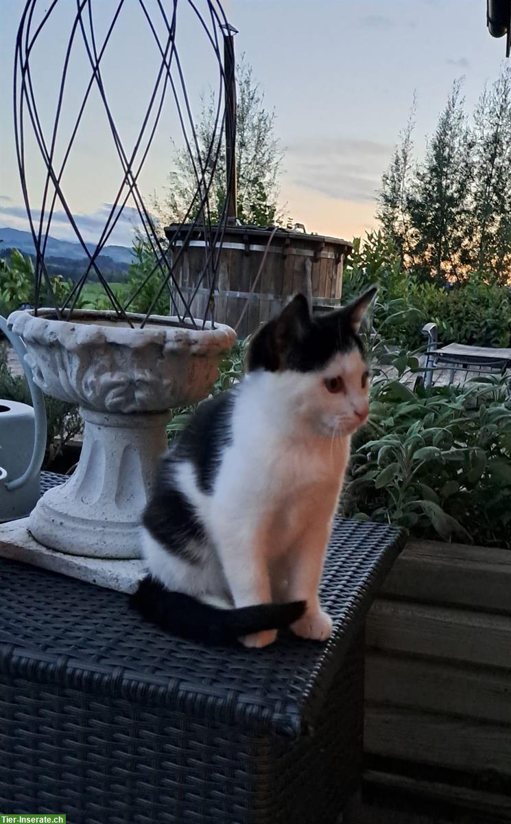Bild 2: 1/4 Maine-Coon Mischlingskätzchen zu verkaufen
