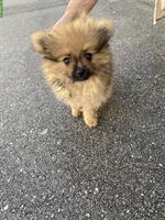 Süsse Pomeranian Hündin sucht ein neues Zuhause