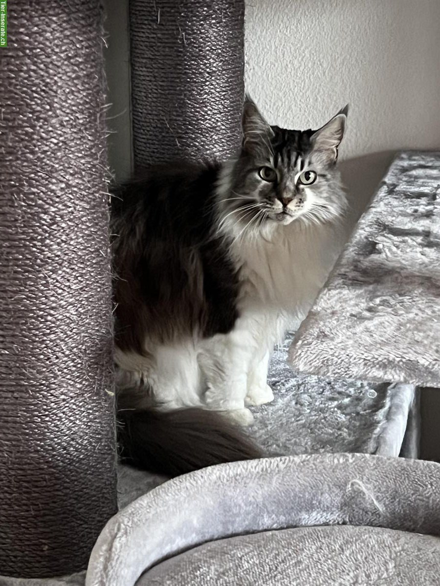 Bild 6: Einfühlsame und zuverlässige Katzenbetreuung, Region Winterthur