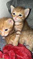 Junge Kitten suchen ein liebevolles Zuhause