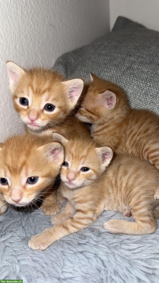 Bild 2: Junge Kitten suchen ein liebevolles Zuhause