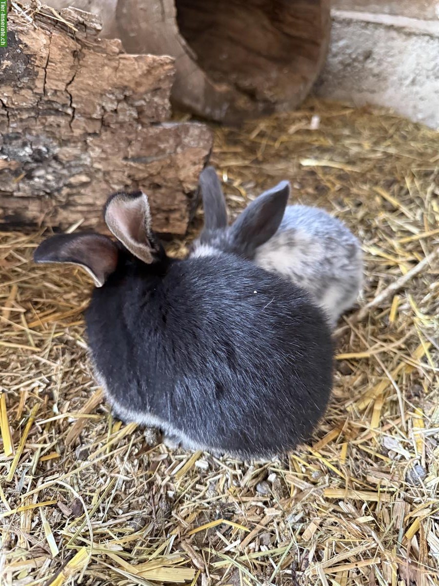 Bild 2: Süsse handzahme Kaninchen suchen ein Zuhause