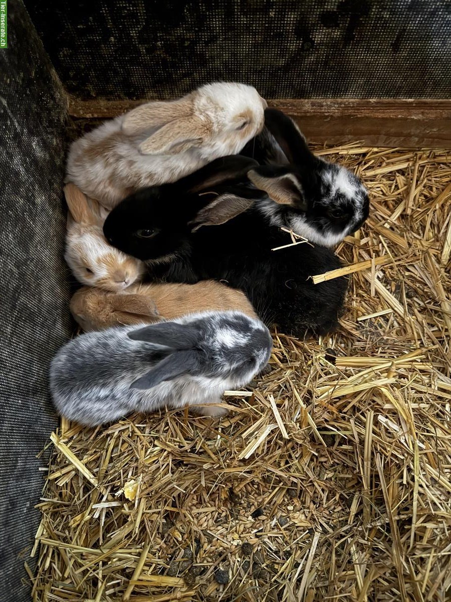 Bild 3: Süsse handzahme Kaninchen suchen ein Zuhause