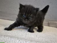 Britisch Langhaar Kitten mit Stammbaum