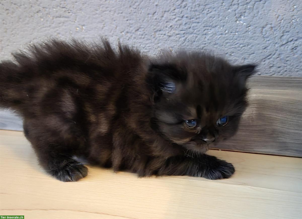 Bild 2: Britisch Langhaar Kitten mit Stammbaum