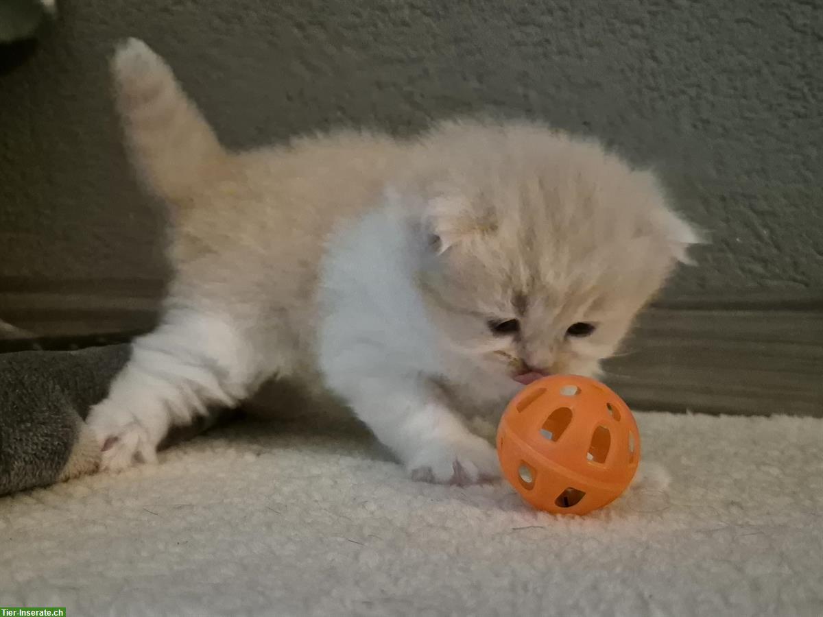 Bild 3: Britisch Langhaar Kitten mit Stammbaum