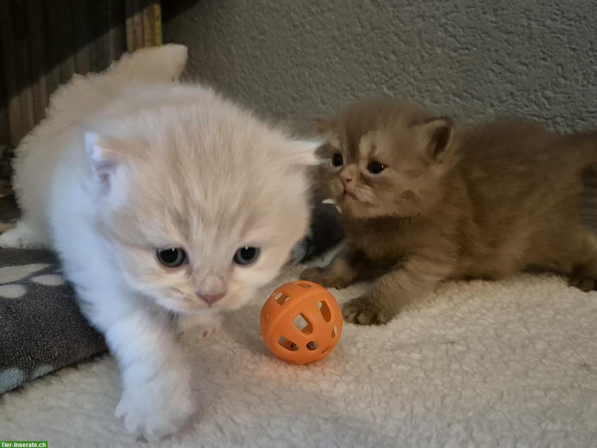 Bild 4: Britisch Langhaar Kitten mit Stammbaum