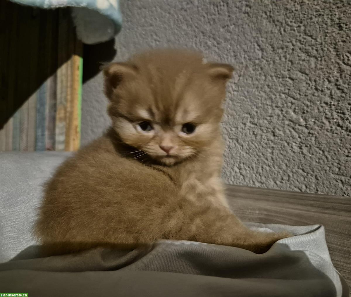 Bild 5: Britisch Langhaar Kitten mit Stammbaum