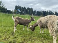 Toggenburger-Gitzi aus pseudofreiem Bestand zu verkaufen