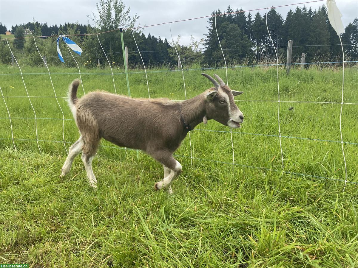 Bild 4: Toggenburger-Ziege mit weiblichem Jungtier in artgerechte Haltung