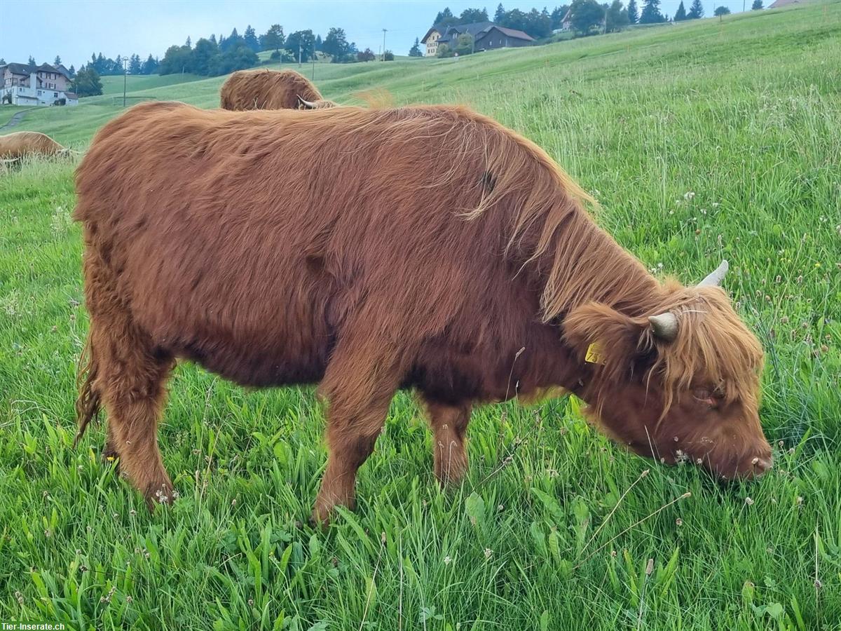 Bild 2: Weibliche Schottische Hochlandrinder zu verkaufen