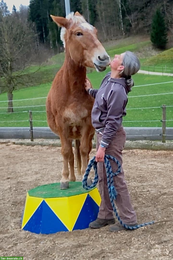 Bild 3: 11-jährige Maultier-Stute mit ganz viel Charme und Witz