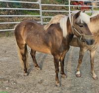 Zu verkaufen: 14-jähriges Classic-Pony Stute