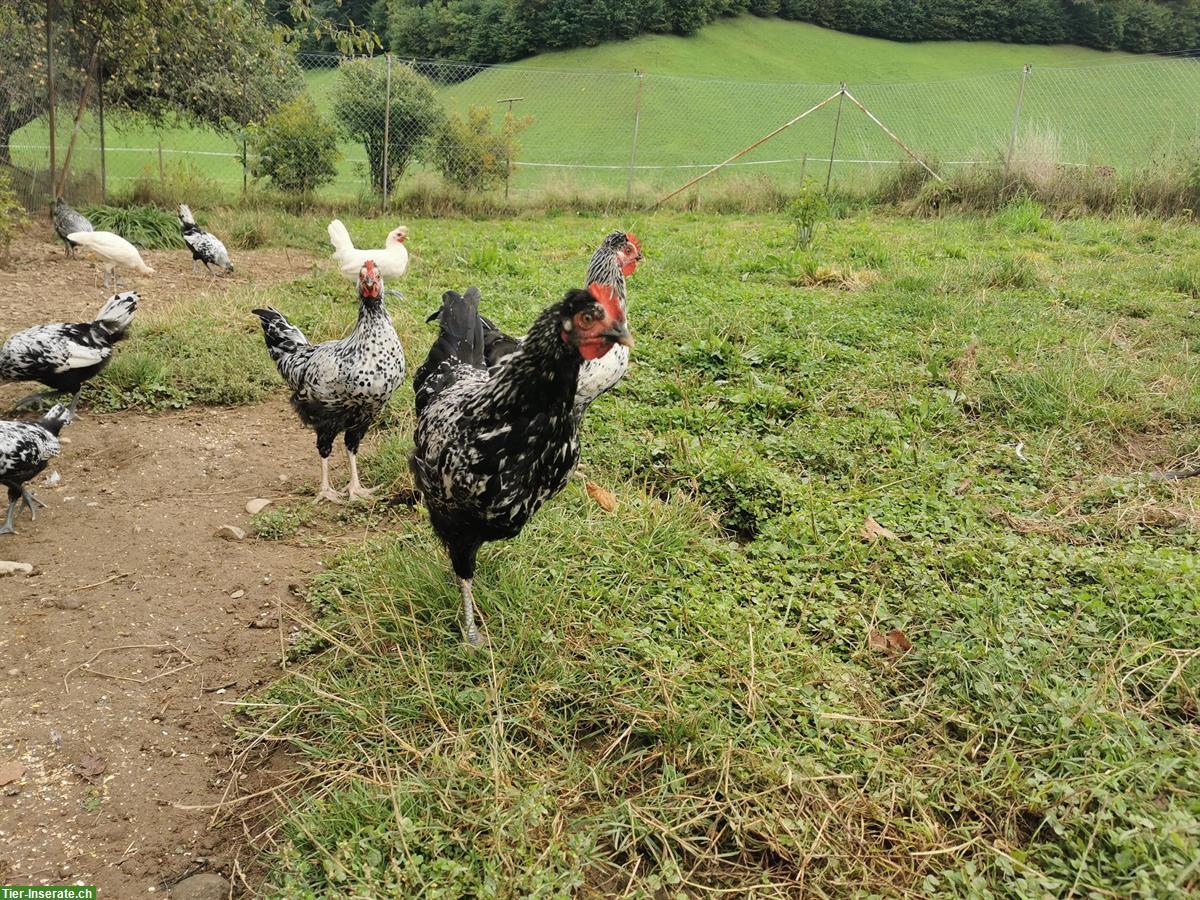 Appenzeller Spitzhauben und Appenzeller Spitzhauben Mixe