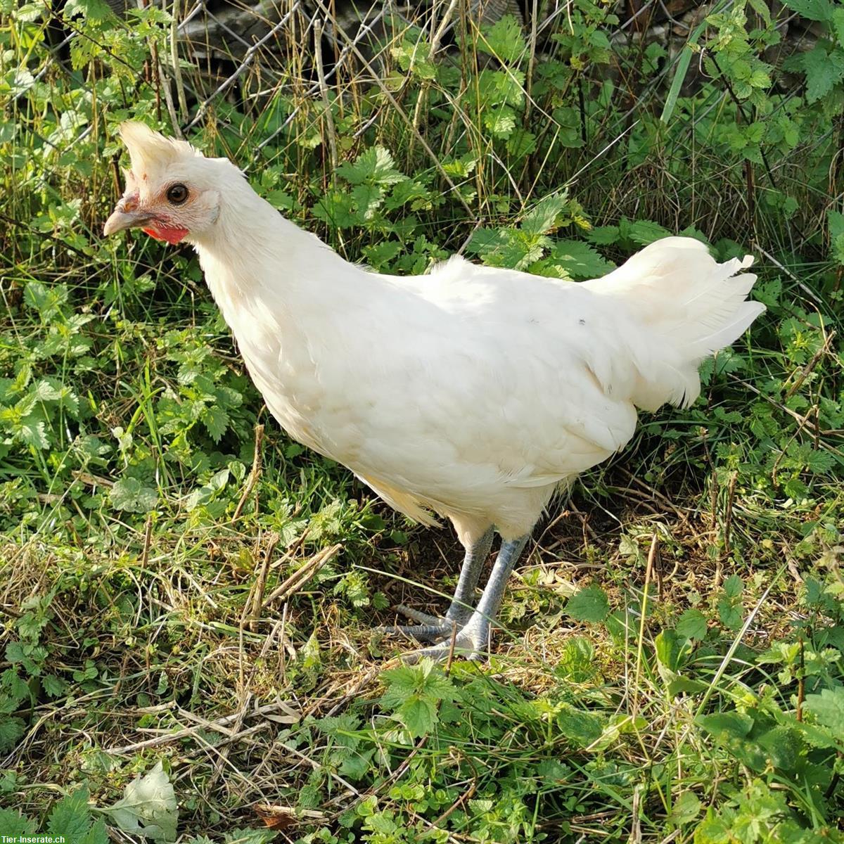 Bild 3: Appenzeller Spitzhauben und Appenzeller Spitzhauben Mixe