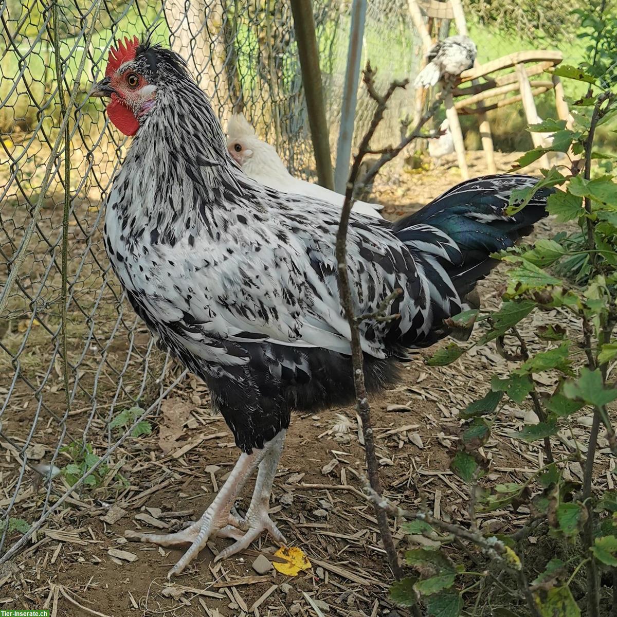 Bild 4: Appenzeller Spitzhauben und Appenzeller Spitzhauben Mixe