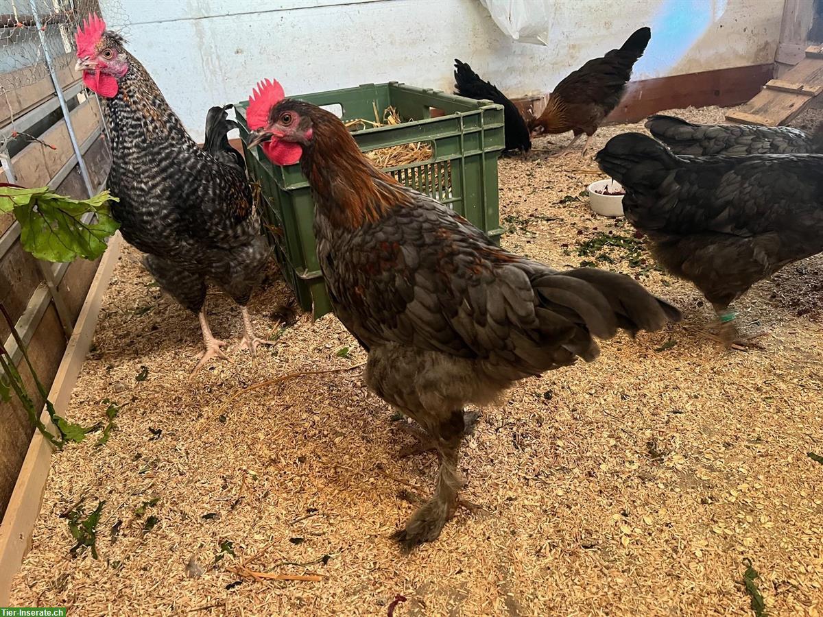 Zwei Junge Marans Hähne abzugeben (4 Monate)