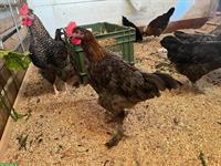 Zwei Junge Marans Hähne abzugeben (4 Monate)