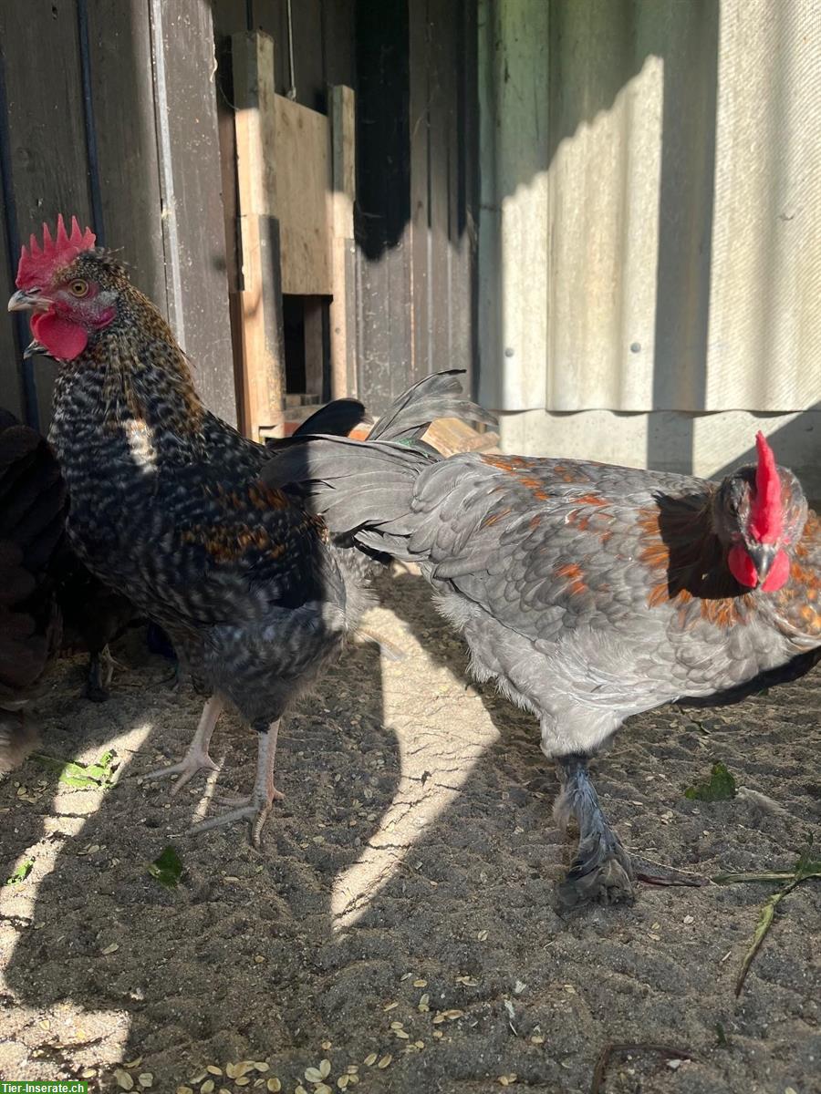 Bild 2: Zwei Junge Marans Hähne abzugeben (4 Monate)