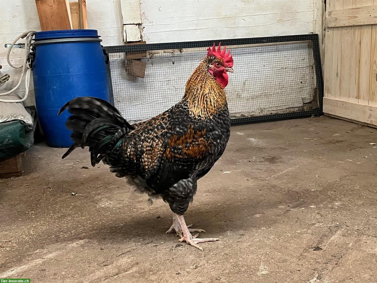 Bild 3: Zwei Junge Marans Hähne abzugeben (4 Monate)