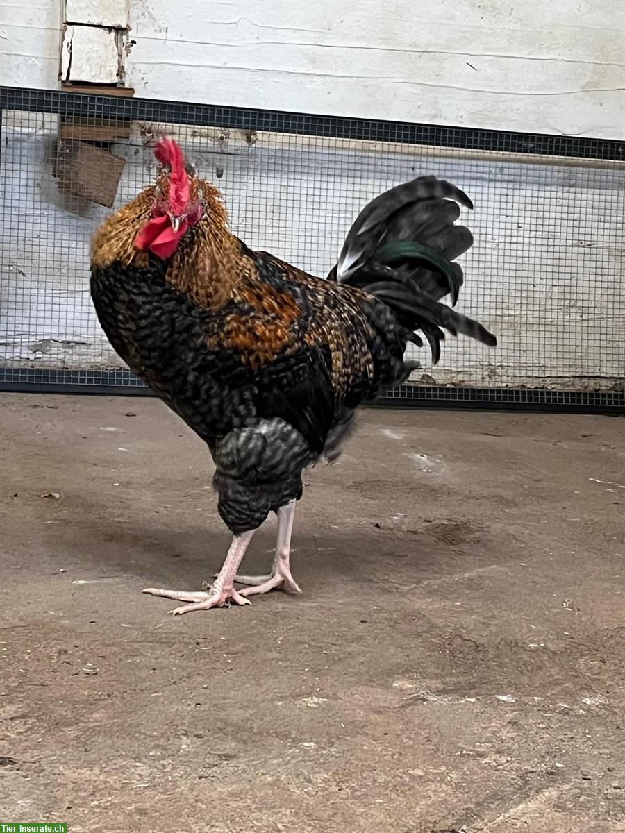 Bild 4: Zwei Junge Marans Hähne abzugeben (4 Monate)