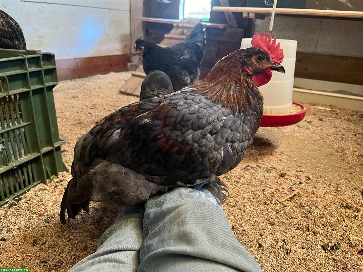 Bild 5: Zwei Junge Marans Hähne abzugeben (4 Monate)