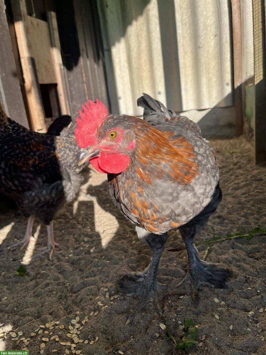 Bild 6: Zwei Junge Marans Hähne abzugeben (4 Monate)