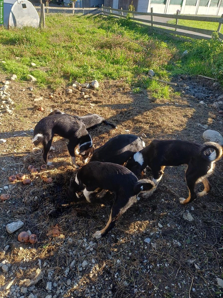 Appenzeller x Border Collie Mischlingswelpen