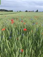 Suche Wohnung in Niederwangen b. Bern