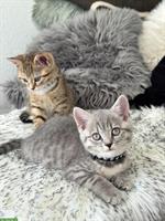 Britisch Kurzhaar / Europäisch Kurzhaar Mix Kitten