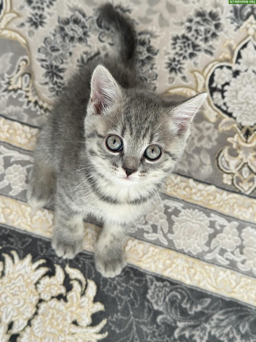 Bild 2: Britisch Kurzhaar / Europäisch Kurzhaar Mix Kitten