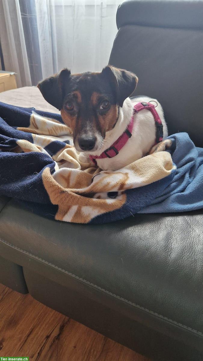 Liebe Jack Russell Hündin, kastriert