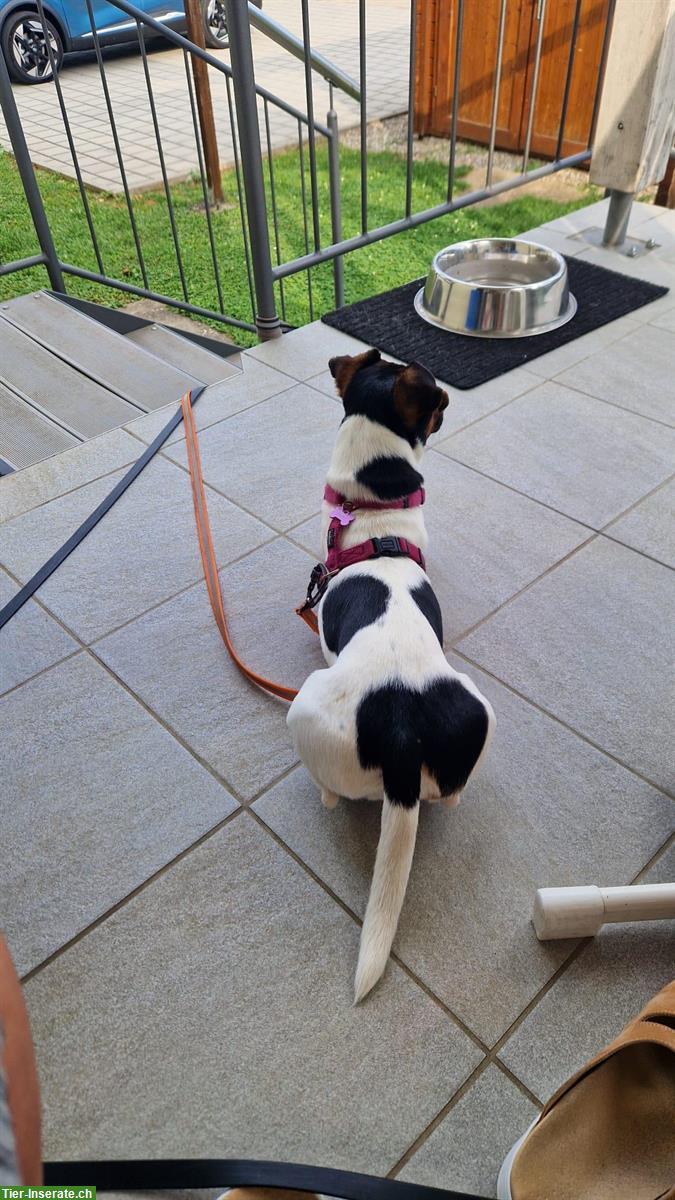 Bild 2: Liebe Jack Russell Hündin, kastriert