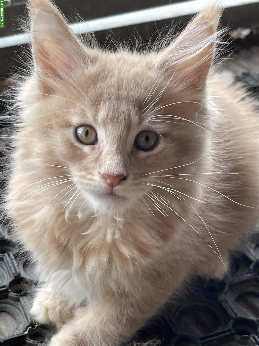 Maine Coon Katerli cremefarbig mit Stammbaum
