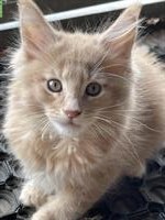 Maine Coon Katerli cremefarbig mit Stammbaum