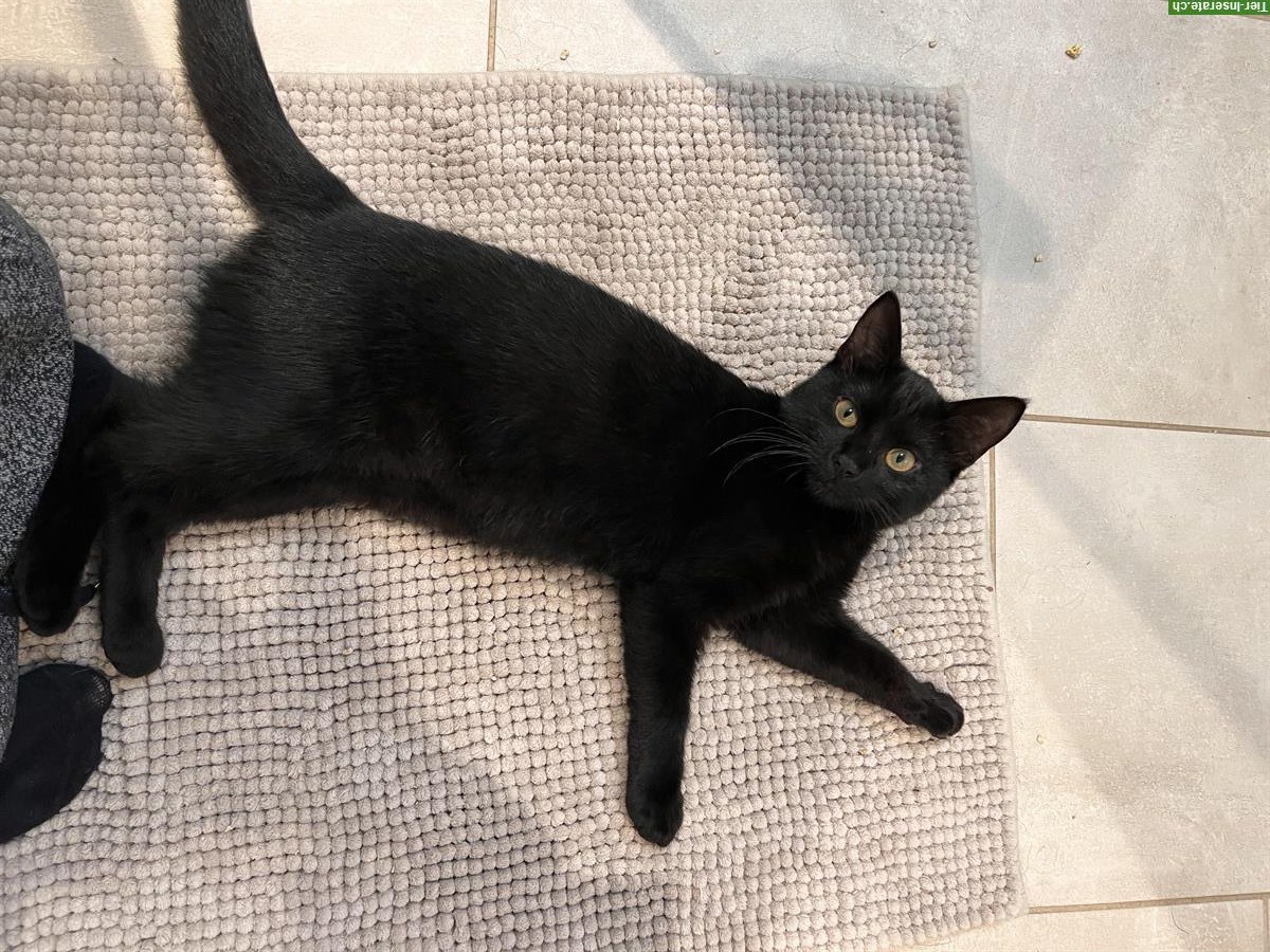 Schwarze Katze (weiblich) sucht ein Zuhause mit Freigang